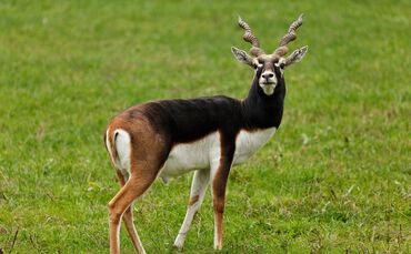 Antilope Symbol Symbolbild Symbolfoto