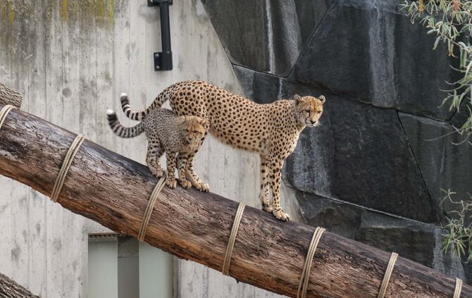 Geparden-Nachwuchs in der Wilhelma in Stuttgart beim ersten Kletterausflug