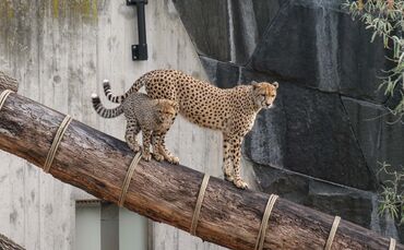 Geparden-Nachwuchs in der Wilhelma in Stuttgart beim ersten Kletterausflug