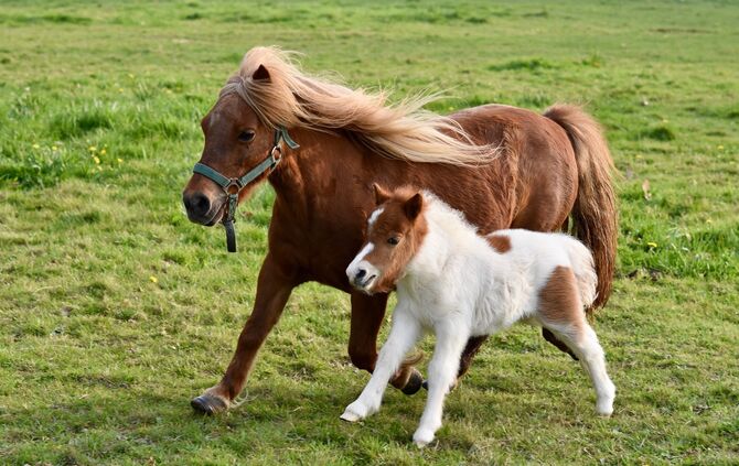 Pony Symbol Symbolfoto Symbolbild