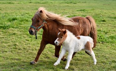 Pony Symbol Symbolfoto Symbolbild