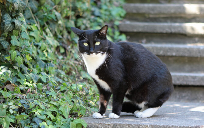 Katze