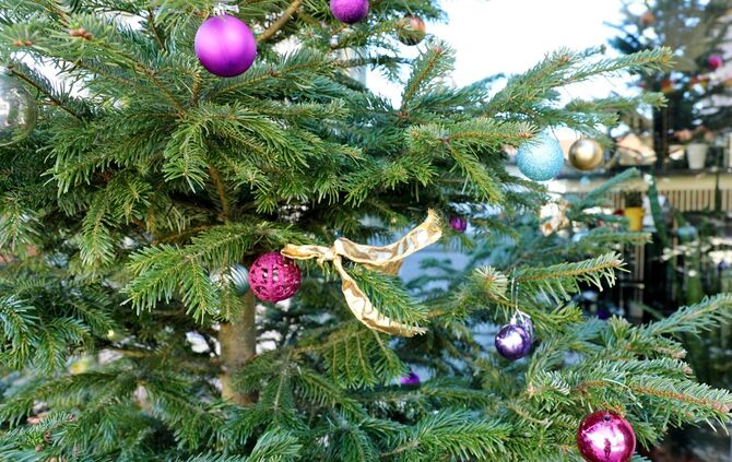 Weihnachtsbaum
