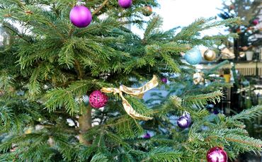 Weihnachtsbaum 