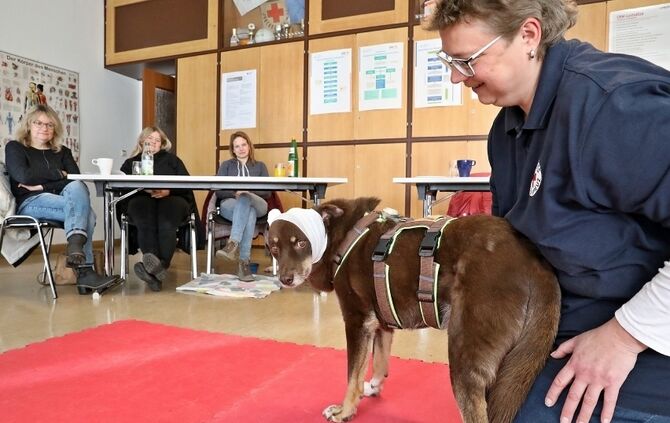 Erste Hilfe Kurs für Hunde