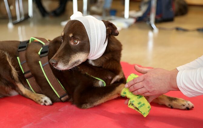 Erste Hilfe Kurs für Hunde
