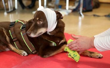 Erste Hilfe Kurs für Hunde