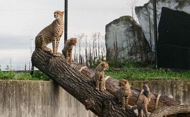 Die Geparden-Fünflinge der Wilhelma lenken viel Aufmerksamkeit auf die bedrohte Tierart