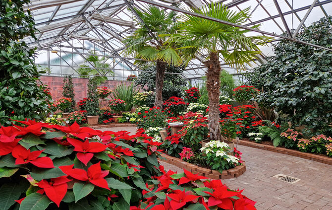 Impressionen der Weihnachtsstern-Ausstellung in der Wilhelma.