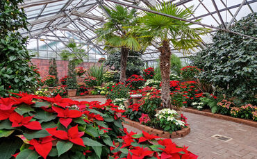Impressionen der Weihnachtsstern-Ausstellung in der Wilhelma.
