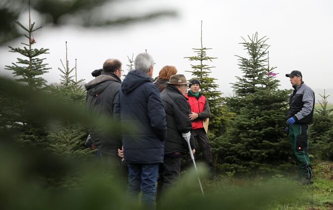 Christbaum
