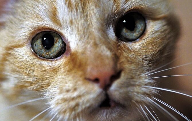 katze