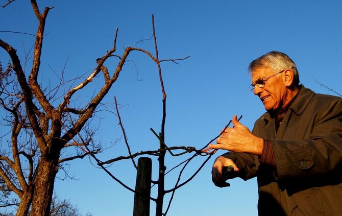 Helmut Palmer  zeigt uns allerhand Baeume