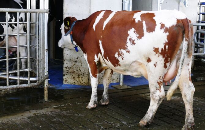 cows-ga1fce458a_1920