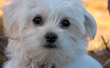 Malteser Welpe Hundewelpe