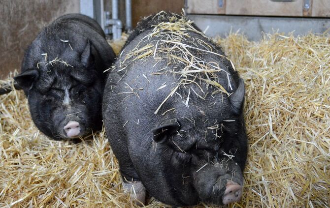 Die drei neuen Vietnamesischen Hängebauchschweine im Schweinestall der Wilhelma.