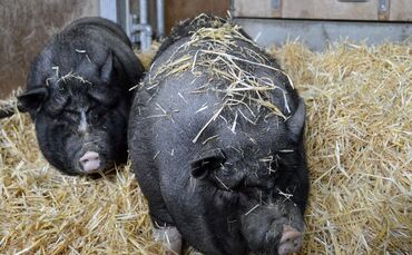 Die drei neuen Vietnamesischen Hängebauchschweine im Schweinestall der Wilhelma.