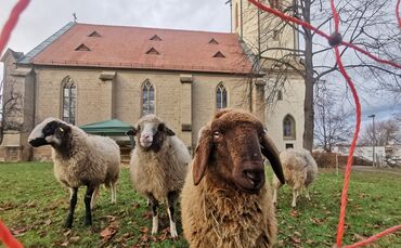 Schafe vor der Kirche in Kernen