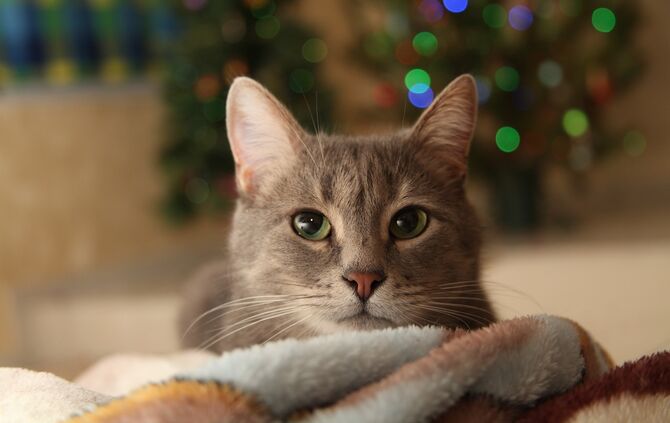 Katze Silvester Symbol