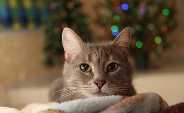 Katze Silvester Symbol