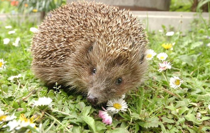 Ein kleiner Igel auf der Blumenwiese