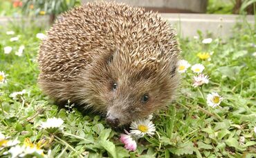 Ein kleiner Igel auf der Blumenwiese