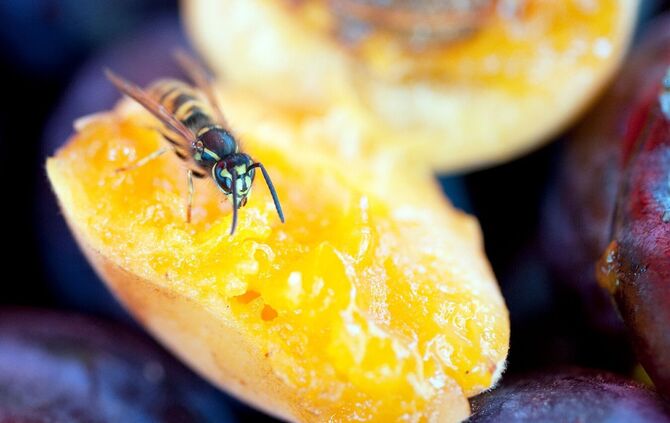 Wespen stechen meist nur, wenn sie sich bedroht fühlen.