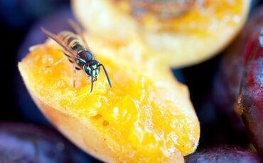Wespen stechen meist nur, wenn sie sich bedroht fühlen.