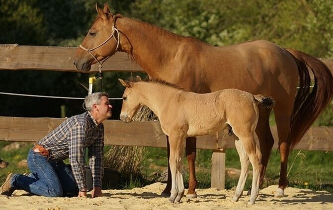 Pferdeprofi Bernd Hackl
