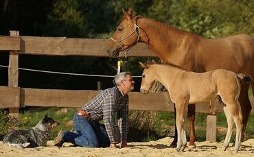 Pferdeprofi Bernd Hackl