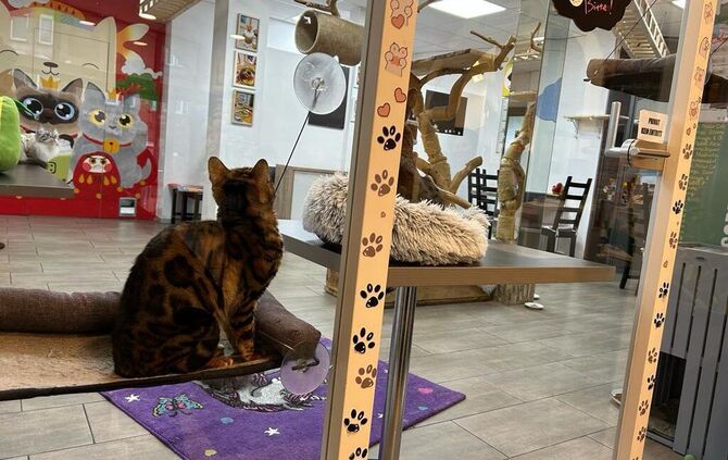 Katzencafé Stuttgart