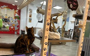 Katzencafé Stuttgart