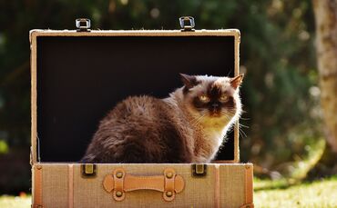 Alexa  - cat-g340e5b2c8_1920