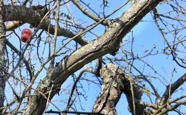 Obstbauringwinterbach