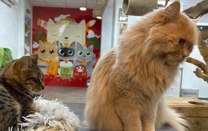 Happy Cats Café in Stuttgart