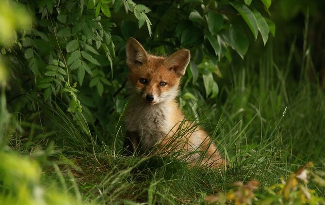 Fuchs Symbol Symbolbild Symbolfoto