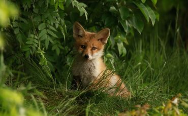 Fuchs Symbol Symbolbild Symbolfoto