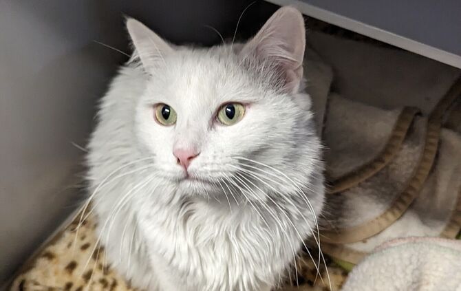 Brand gerettete Katze