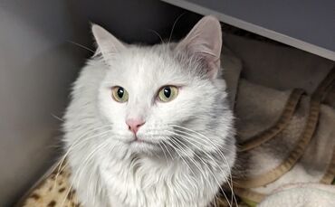 Brand gerettete Katze