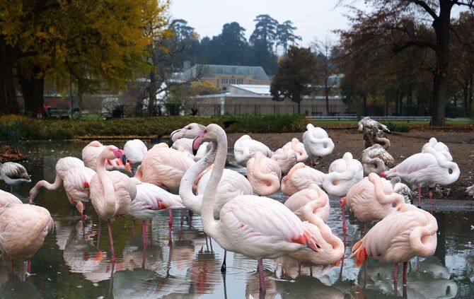 Wilhelma Vogelgrippe Flamingos