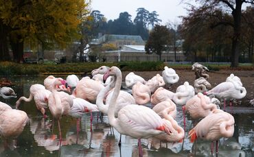 Wilhelma Vogelgrippe Flamingos