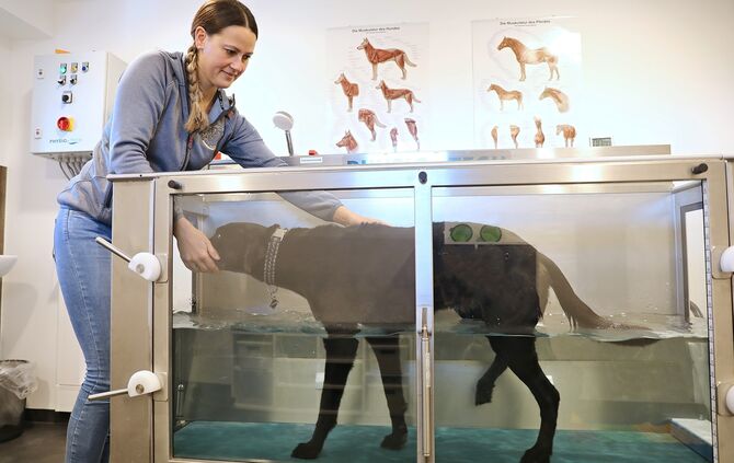 Tierphysiotherapeutin