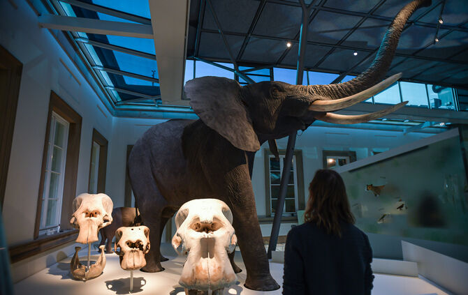 Bild7_Neuer_Evolutionssaal_Schloss_Rosenstein_Afrikanischer_Elefant_SMNS_Max Kovalenko