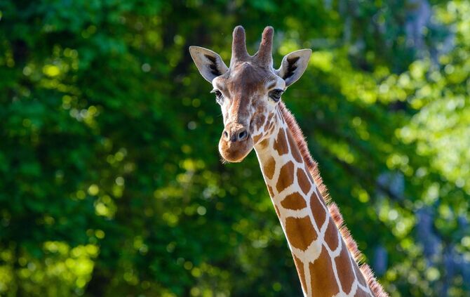 KW 07a Neue Netzgiraffe 16.02.2023 Bild 1 M. Appel