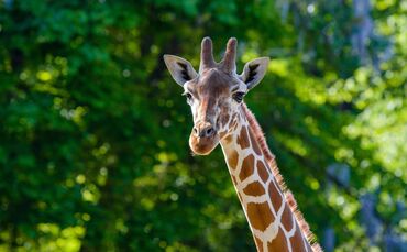 KW 07a Neue Netzgiraffe 16.02.2023 Bild 1 M. Appel