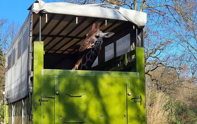 KW 07a Neue Netzgiraffe 16.02.2023 Bild 3 C. Schreiner_kl