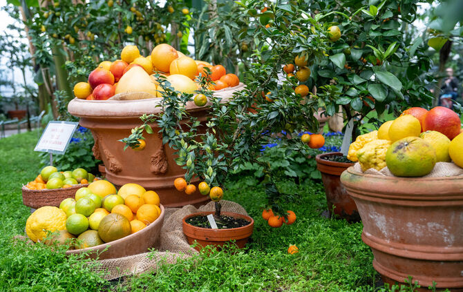 Zitrusfrüchte in vielen Formen und Farben zeigt die Sonderausstellung im Wintergarten.