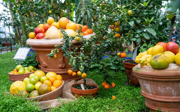 Zitrusfrüchte in vielen Formen und Farben zeigt die Sonderausstellung im Wintergarten.