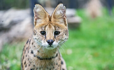 KW11a Neue Serval-Anlage 14.03.2023 Bild 1