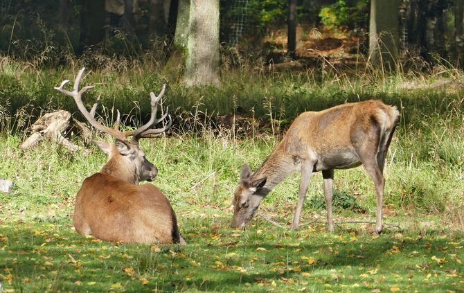 Hirsch und Reh